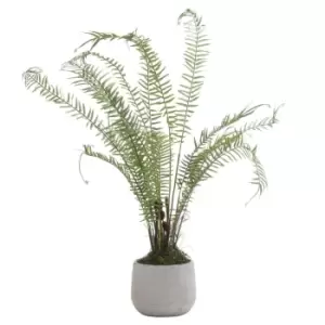 Image of Boston Large Potted Fern