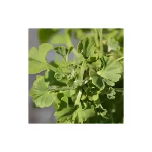 Image of Ginkgo biloba 19cm