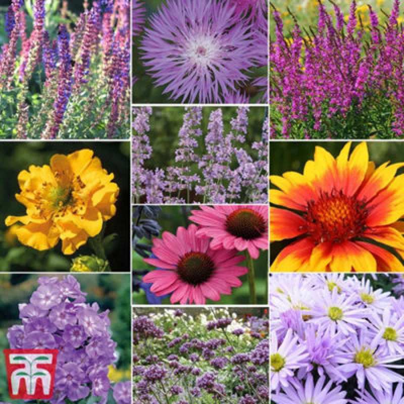 Image of Thompson & Morgan Mixed Cottage Garden Perennials - 1 Potted Plant (9Cm Pot) - Easy Care, Add Colour To Garden Borders