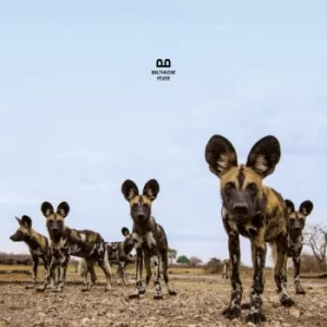 Image of Fever by Balthazar Vinyl Album