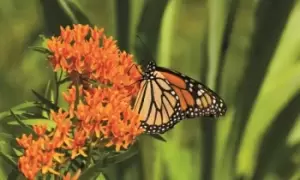 Image of Asclepias Collection: 4 Bare Roots