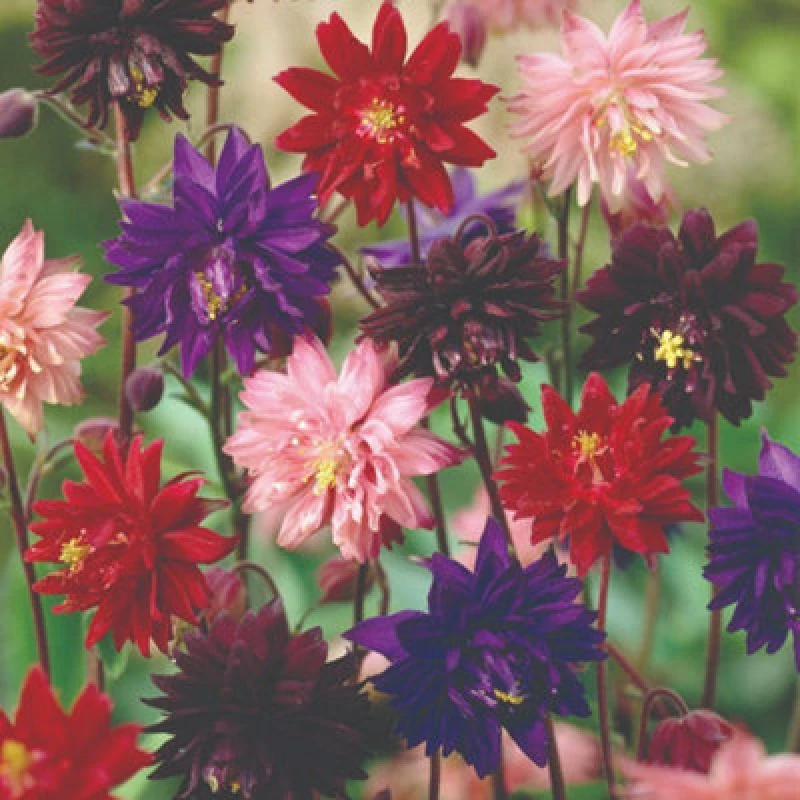 Image of Thompson & Morgan Amaranthus Molten Fire Seeds Crimson Foliage Edible Leaves & Ornamental Annual Plant