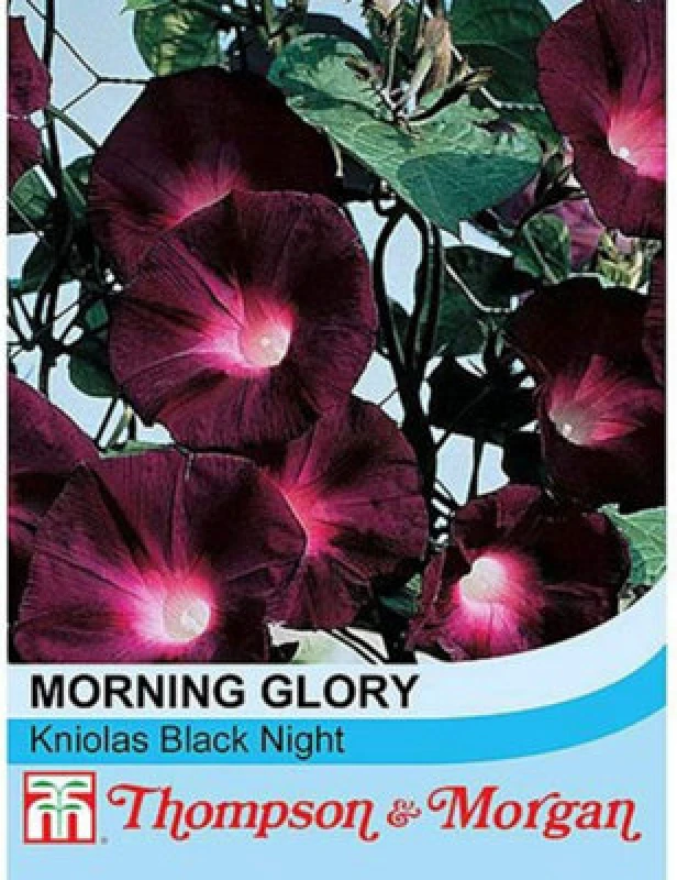 Image of Thompson & Morgan Morning Glory Kniola's Black Knight 1 Packet (30 Seeds)
