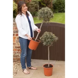 Image of Pair of 80cm Tall Standard Olive Trees