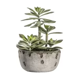 Image of Crossland Grove Kalanchoe Pale Green W/ Rustic Pot 230X230X270Mm