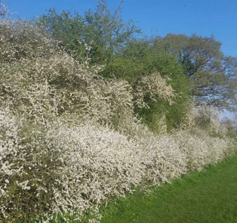 Image of Inspirational Gifting 1-2ft Blackthorn (Prunus Spinosa) Bare Root Hedging Plants Tree Whips Sapling - Pack Of 10