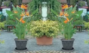 Image of Exotic Bird of Paradise Strelitzia House Plant, One