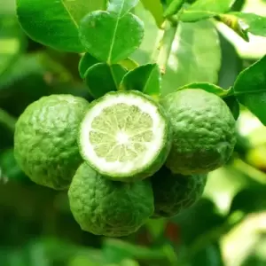 Image of YouGarden Kaffir Lime Tree In 12Cm Pot