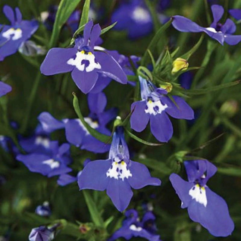 Image of Thompson & Morgan Lobelia Sapphire Cascade 1 Seed Packet (1000 Seeds)