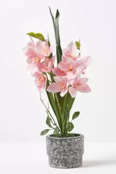 Image of Pink Orchid 58cm Cymbidium in Cement Pot Extra Large, 2 Stems
