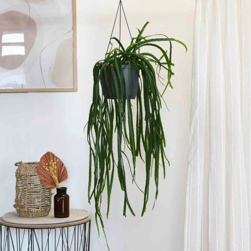 Image of Thompson & Morgan Houseplant Lepismium Bolivianum Hanging Basket 17Cm X 1