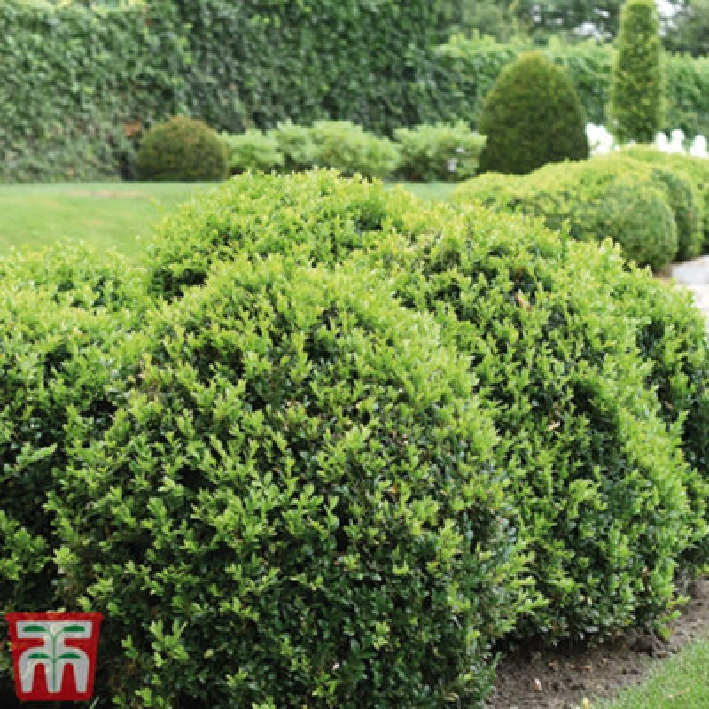 Image of Thompson & Morgan Box Hedging - Evergreen Buxus Sempervirens 9Cm Potted Plant X 5
