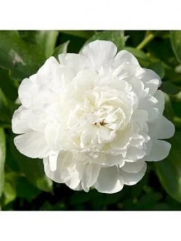 Image of Paeony 'Duchesse De Nemours' X 3 Bare Roots