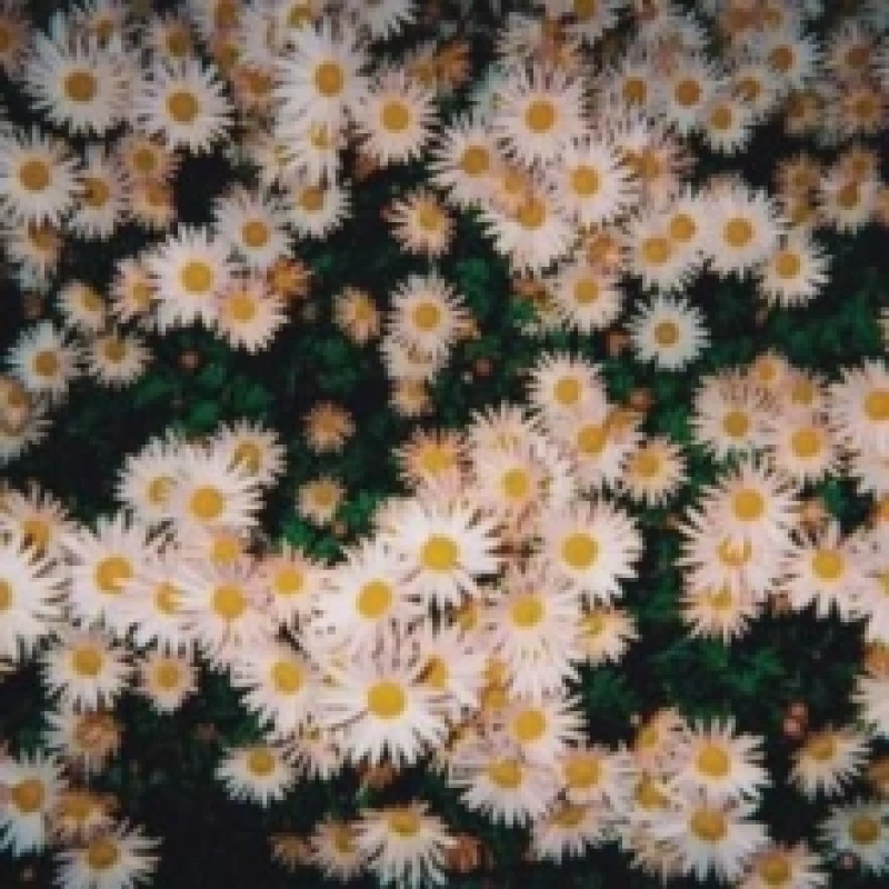 Image of Bad Bad Hats - Bad Bad Hats [CD / Album] Music CDs - Music CD