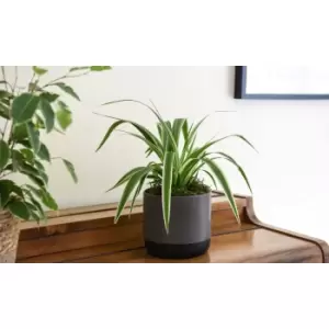 Image of Thompson & Morgan Thompson and Morgan Spider Plant 12cm + Large Grey-Black Pot x 1