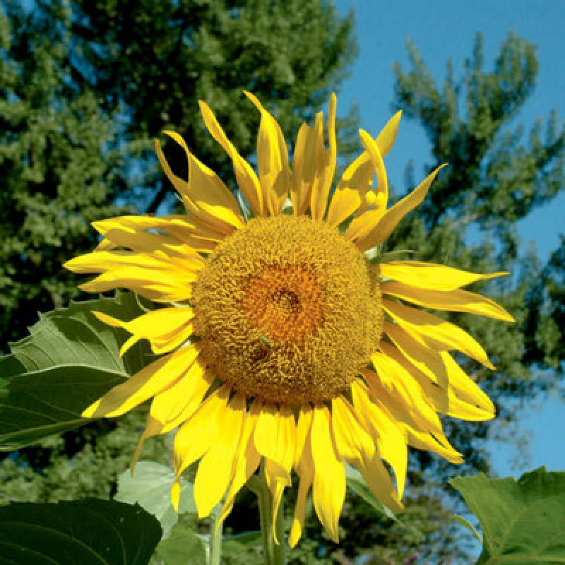 Image of Thompson & Morgan Sunflower Pikes Peak 1 Seed Packet (15 Seeds)