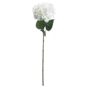 Image of Single White Hydrangea
