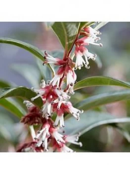 Image of You Garden Sarcococca Wintergem 4.6L