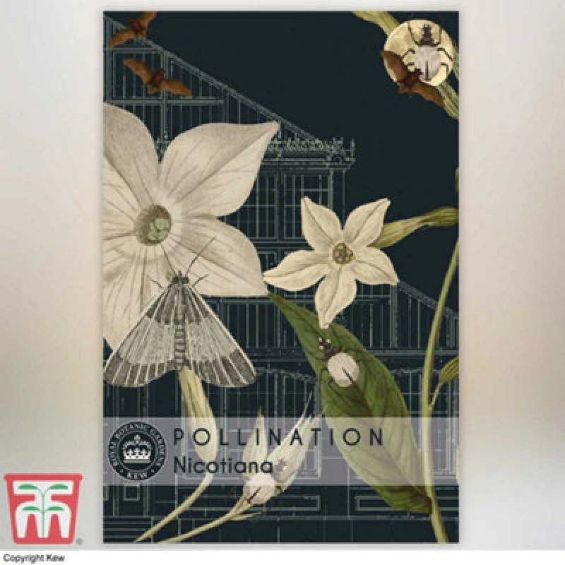 Image of Thompson & Morgan Nicotiana Promo New Kew Range 1 Packet (2000 Seeds)