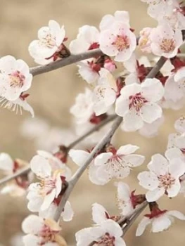 Image of Prunus Incisa Kojo No Mai 3 X 9Cm Pot