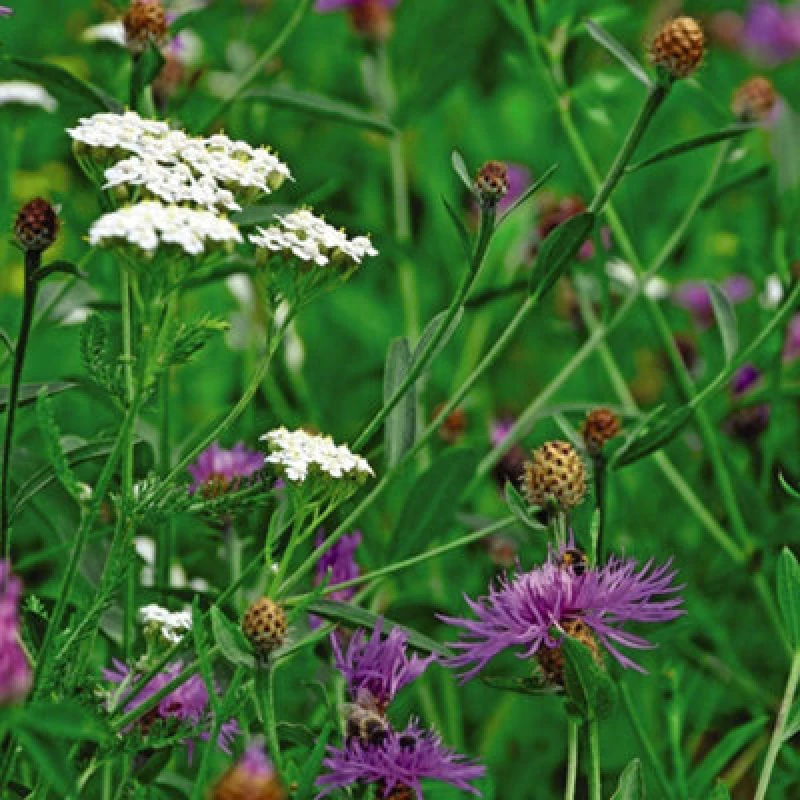 Image of Thompson & Morgan Wild Flower Wildlife Mix 1 Packet (75 Seeds)