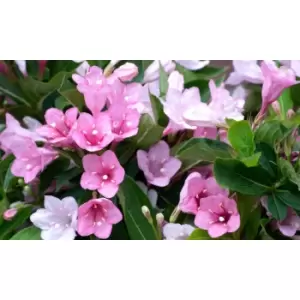 Image of Thompson & Morgan Thompson and Morgan Weigela Towers of Flowers Apple Blossom 9cm Pot x 1