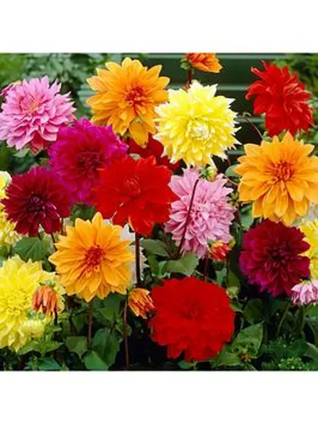 Image of YouGarden Dahlia Dinnerplates Mixed 5 tubers - Size 5 tubers