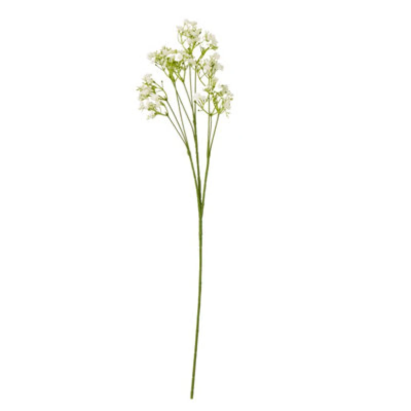 Image of Cream Gypsophila Stem