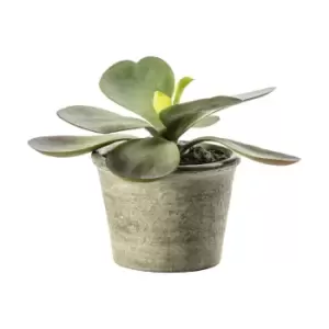 Image of Crossland Grove Kalanchoe Pale Green 110X110X150Mm