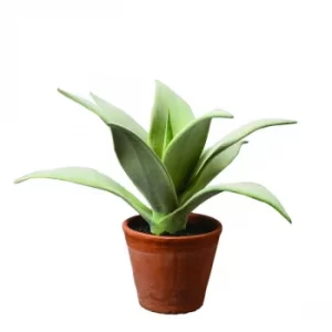 Image of The Flower Patch Large Spikey Leaf Succulent Brown in Pot 23cm