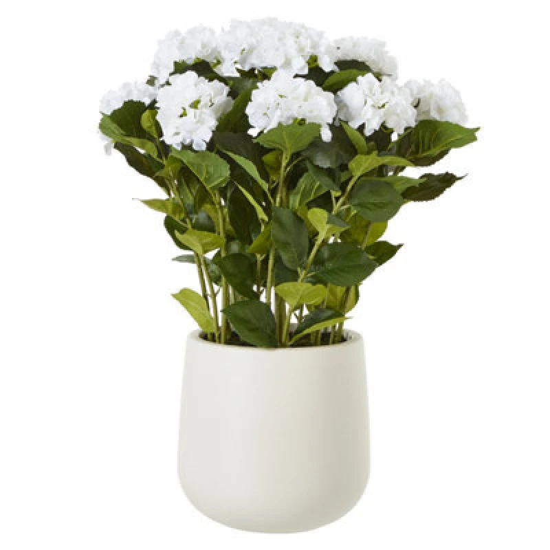 Image of Large White Hydrangea Plant In Pot