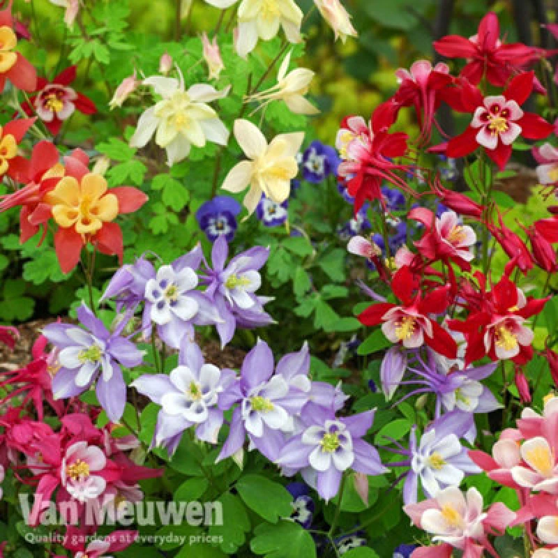 Image of Thompson & Morgan Aquilegia Mrs Scott Elliot 24 Plug Plants