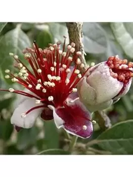 Image of Pineapple Guava (Acca Selloweana) - 3L Pot
