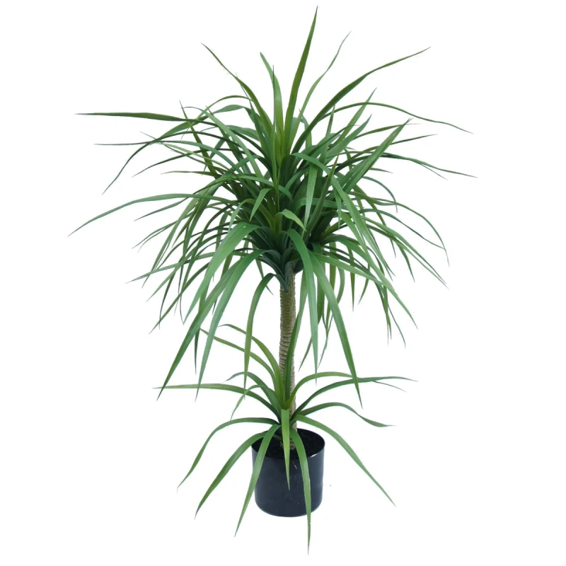 Image of N/A 90cm Double Dracaena Plant