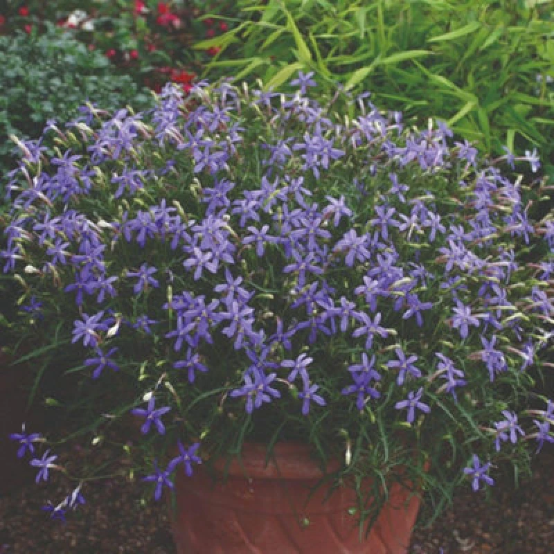 Image of Thompson & Morgan Laurentia Avant-Garde Violet F1 Hybrid Seeds - Half-Hardy Annual Scented Star Blooms For Pots & Borders (50 Seeds)