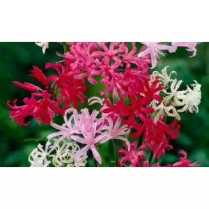 Image of Thompson & Morgan Thompson and Morgan Nerine bowdenii Collection - 40 bulbs