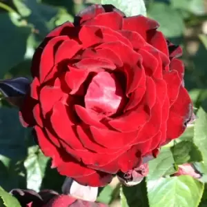 Image of YouGarden Climbing Rose 'Dublin Bay'