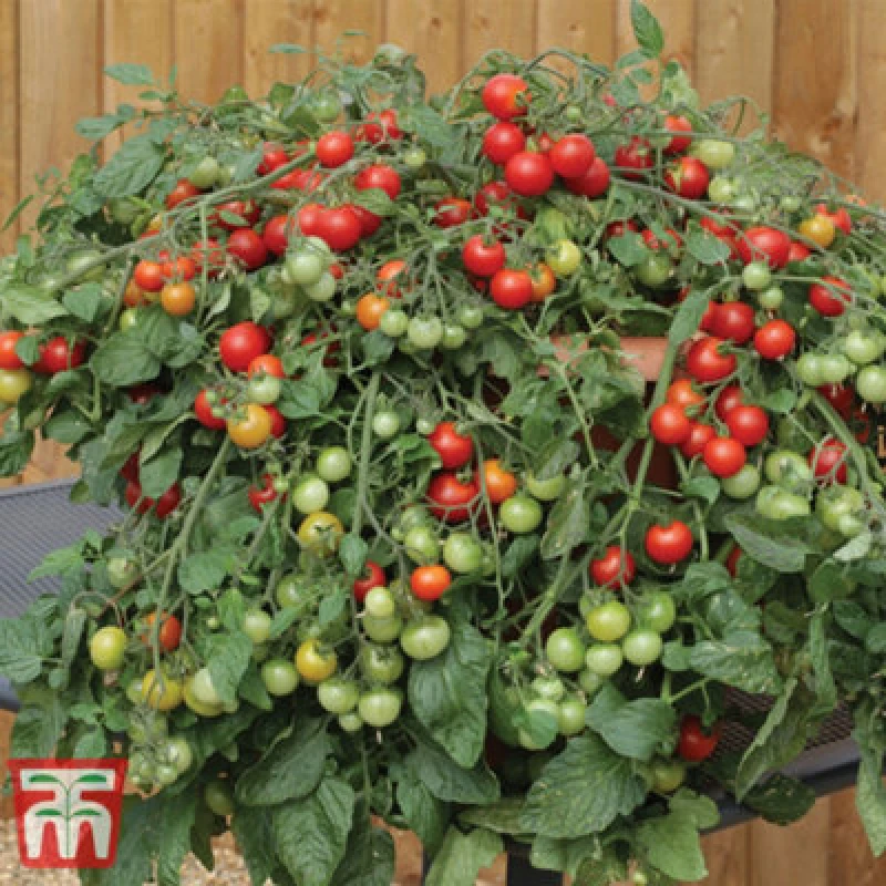 Image of Thompson & Morgan Tomato Red Profusion 1 Seed Packet (8 Seeds)