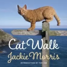 Image of Cat Walk