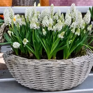 Image of YouGarden Muscari Album 30 bulbs size 5/6 - Brown
