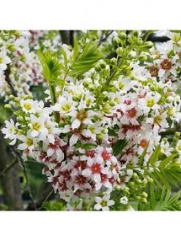 Image of Xanthoceras Sorbifolium 3L