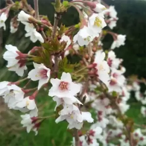 Image of YouGarden Prunus incisa Kojo-no-Mai 3L - Brown