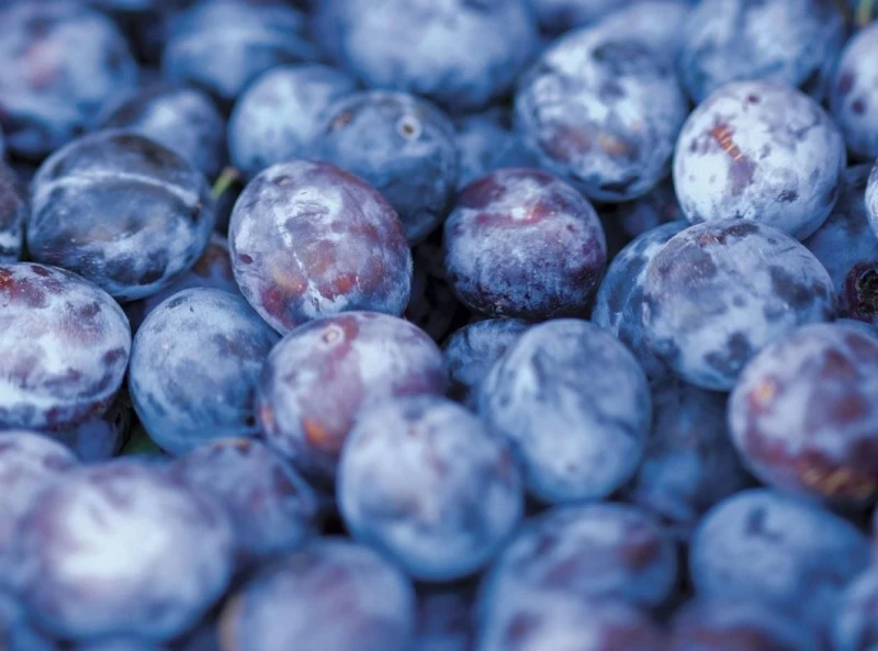 Image of Direct Plants Prunus Czar Plum Fruit Tree 5-6ft Supplied in a 7.5 Litre Pot in Green Green Unisex