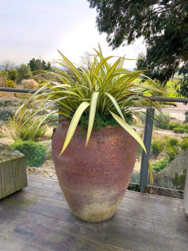 Image of Thompson & Morgan Phormium Tenax Cream Delight 9Cm Potted Plant X 1