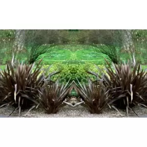 Image of Thompson & Morgan Thompson and Morgan Phormium 'Black Velvet' 9cm pot - 2 plant