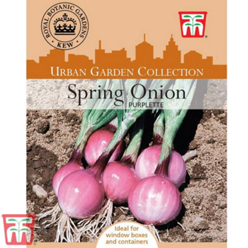 Image of Thompson & Morgan Spring Onion Purplette 1 Seed Packet (250 Seeds)
