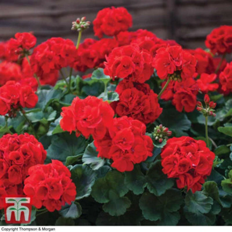 Image of Thompson & Morgan Geranium Best Red -6 Plug Plants - Summer Colour, Ideal For Patio Containers