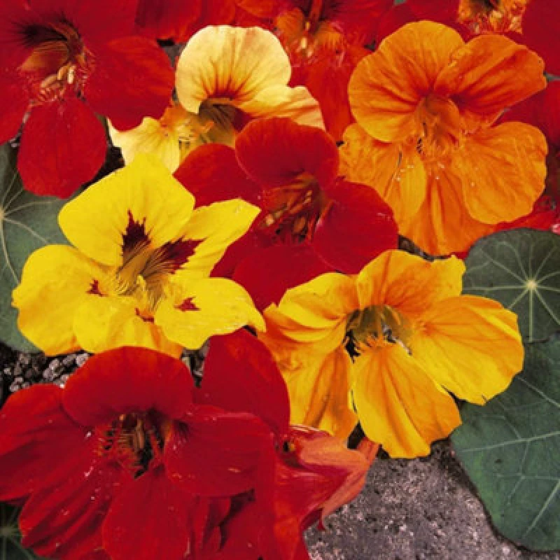 Image of Thompson & Morgan Nasturtium Double Gleam Mixed 1 Packet (30 Seeds)