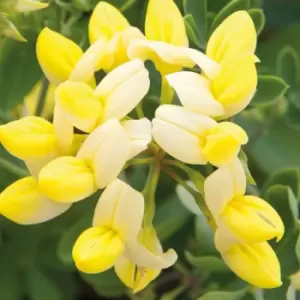 Image of Thompson & Morgan Thompson and Morgan Coronilla 'Citrina' 9cm pot x 2