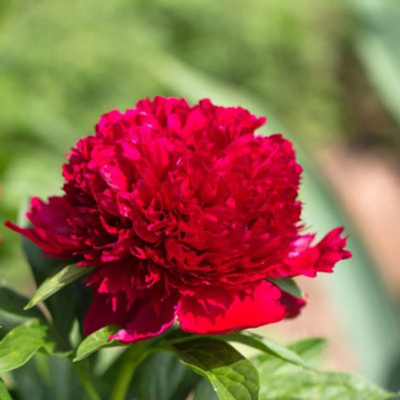 Image of Thompson & Morgan Paeonia (Tree Peony) Red 12Cm Potted Plant X 2